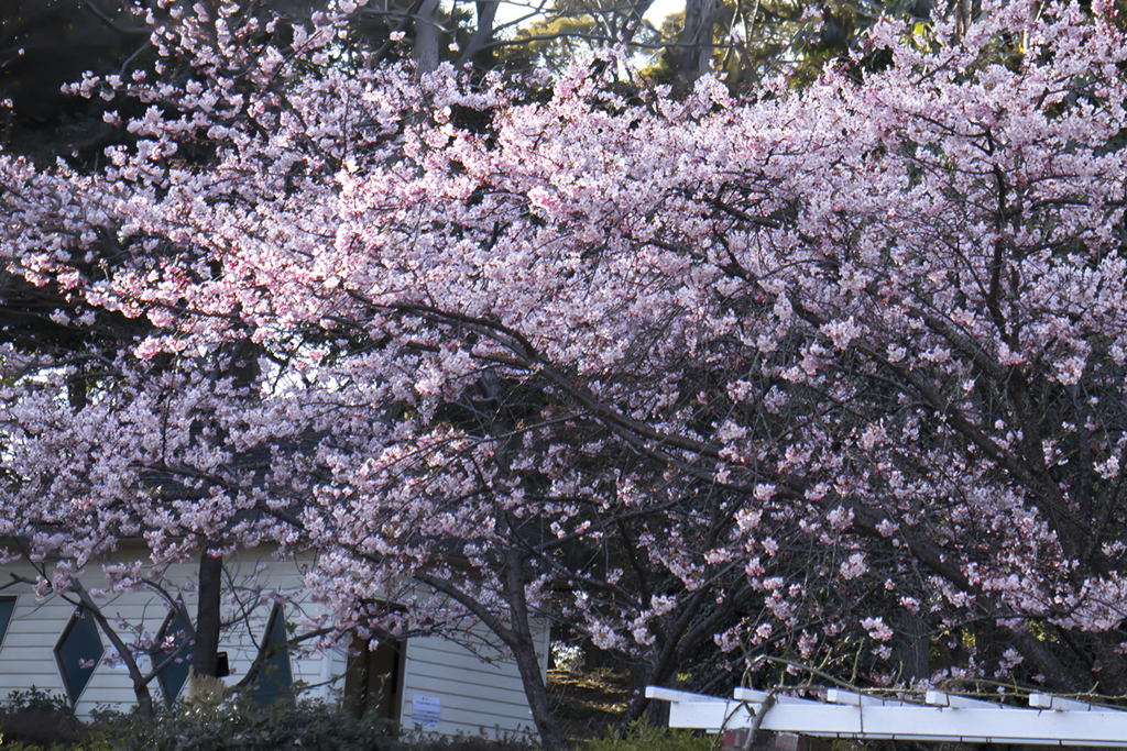 河津桜 03