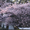 河津桜 03