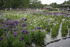 花菖蒲祭り 01