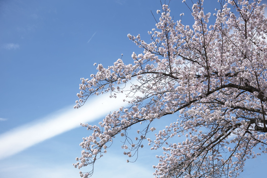 それでも桜は咲く 04