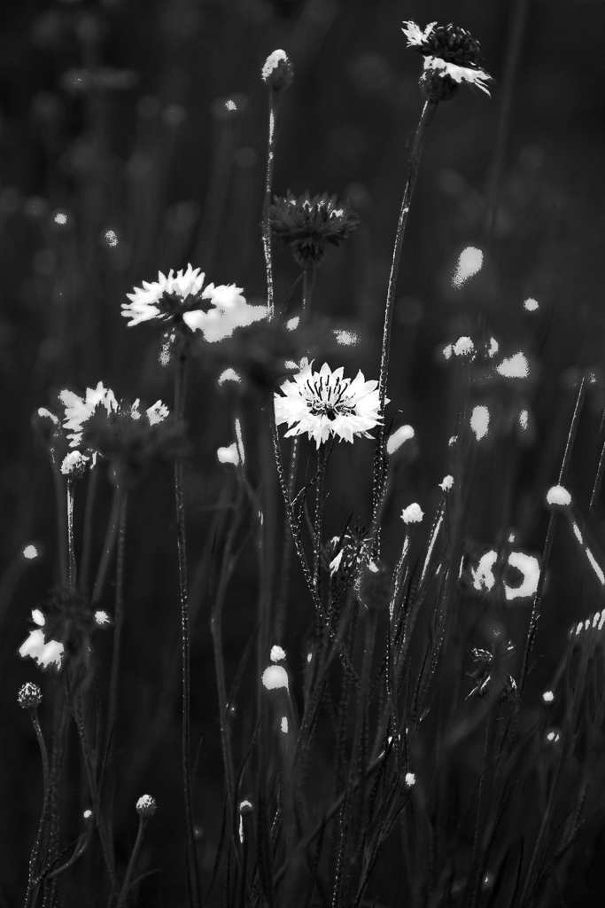 Monochrome flower 03