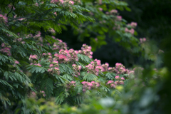 夏色の花 06