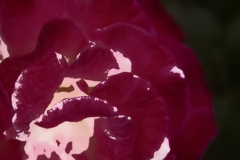 ラスト春薔薇 03