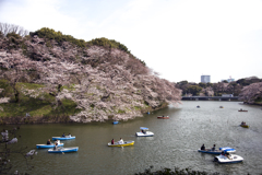 千鳥ヶ淵 09