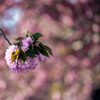 里桜 03