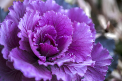 冬の花 07