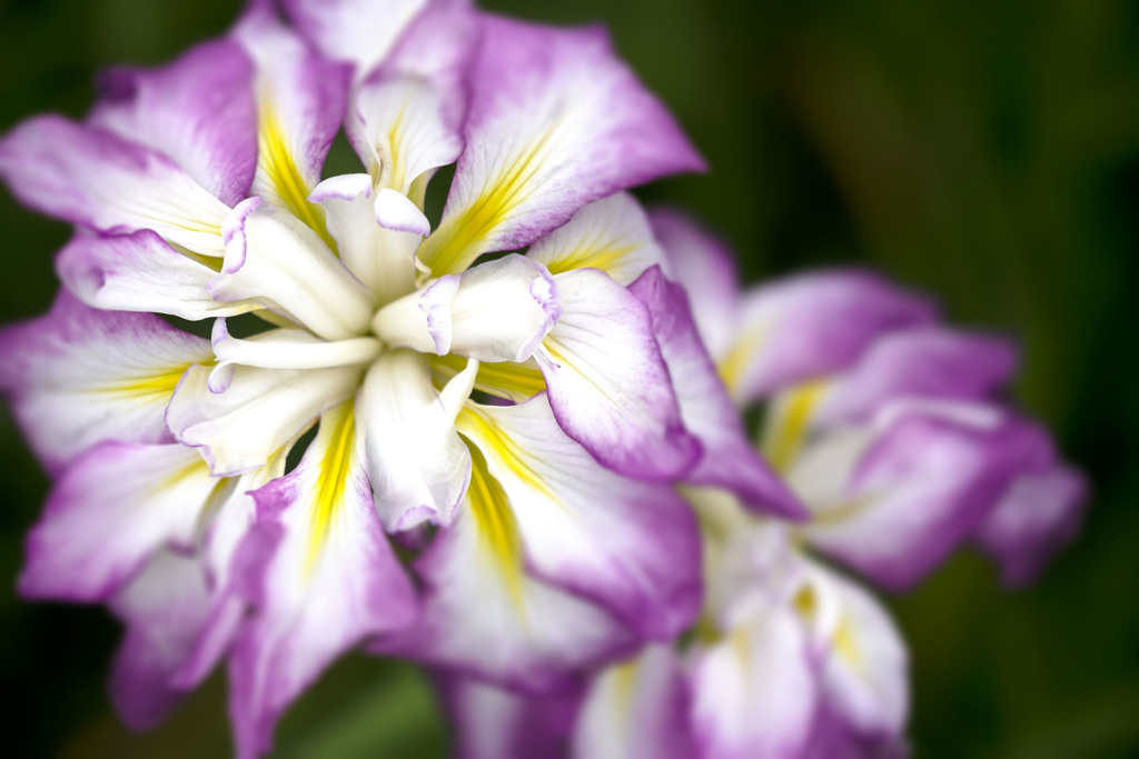 隔離された花菖蒲 06