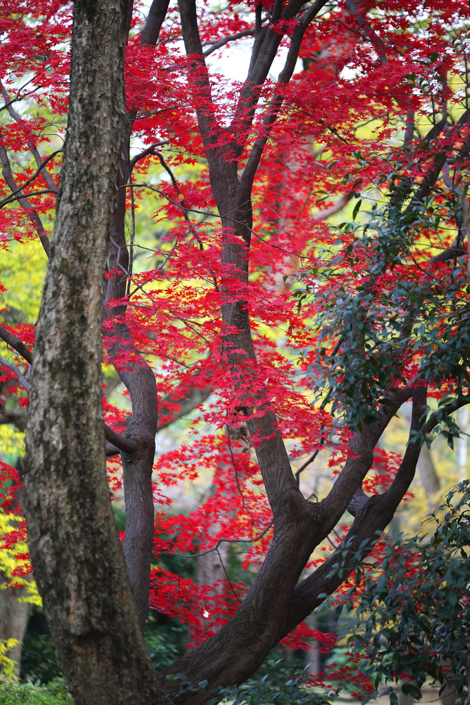 晩秋の彩（大宮公園） 07