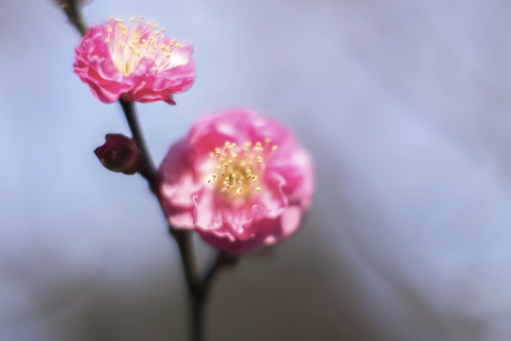 紅梅 12