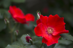 情熱の花 04
