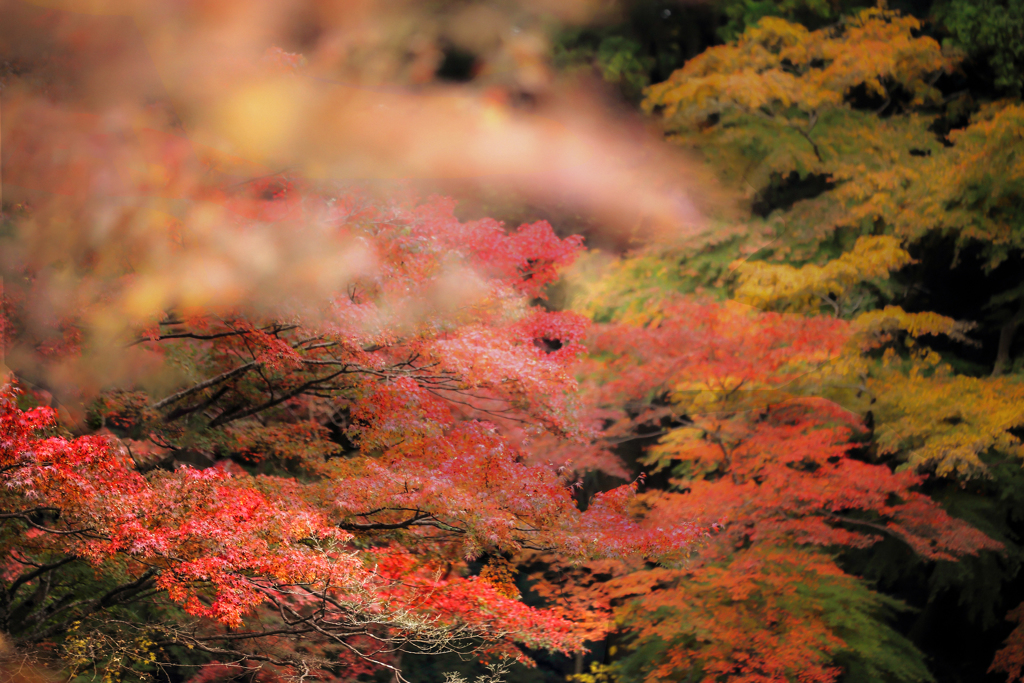 錦秋の成田山公園 11