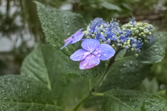 雨に咲く花 04