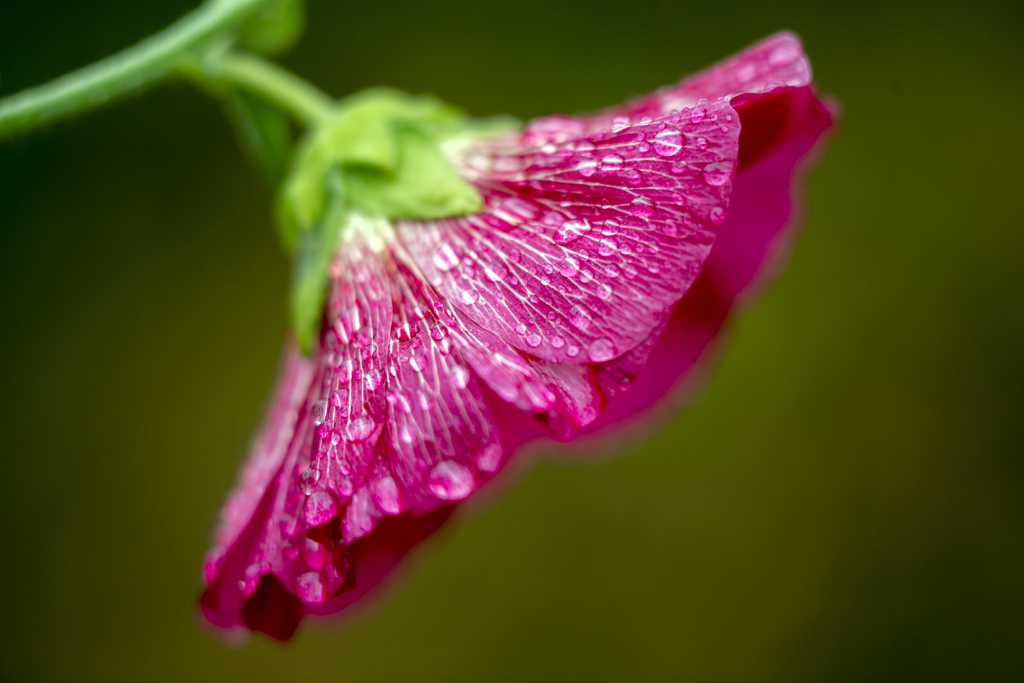 雨彩花 03
