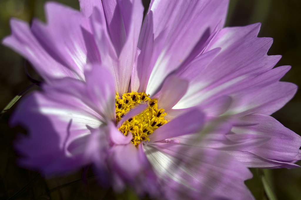 秋桜 04
