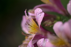 雨に咲く花 07