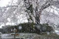 花も凍てつく春の雪 02