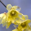 冬の花 12