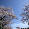 桜ロス残る間に 03