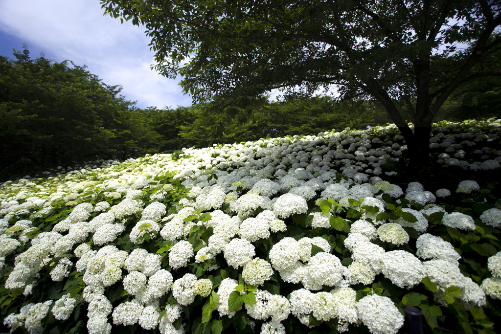 紫陽花祭り 01