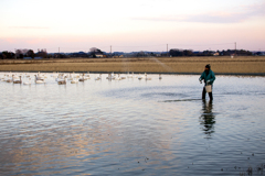 白鳥の田んぼ 05