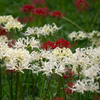350万本の曼珠沙華 08