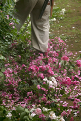 ラスト春薔薇 06