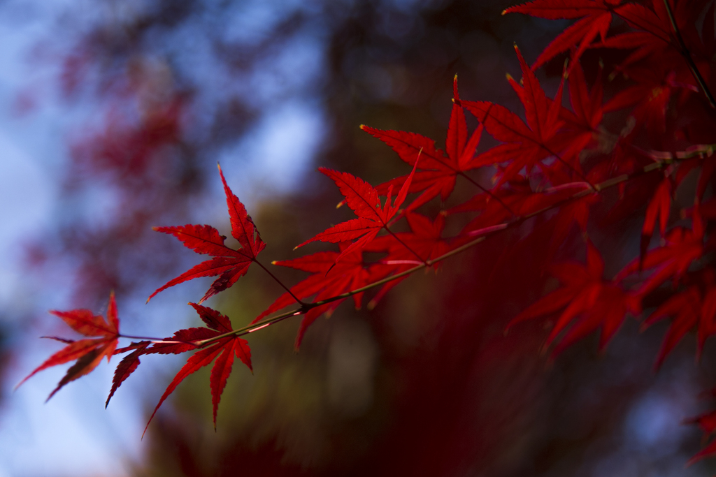 師走の紅葉 03