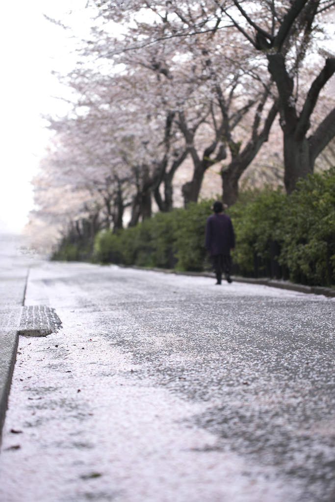 桜吹雪の下で  04