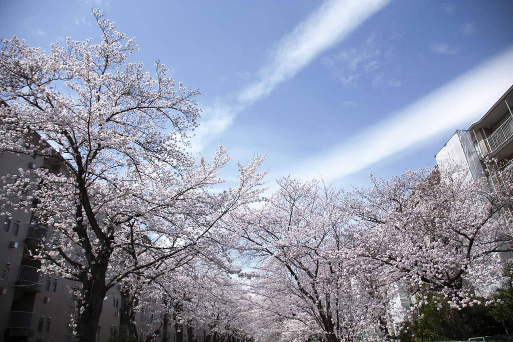 それでも桜は咲く  01