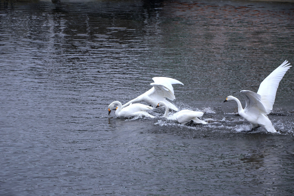 白鳥の湖 06