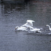 白鳥の湖 06