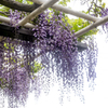 Purple color　巨藤の香り  05