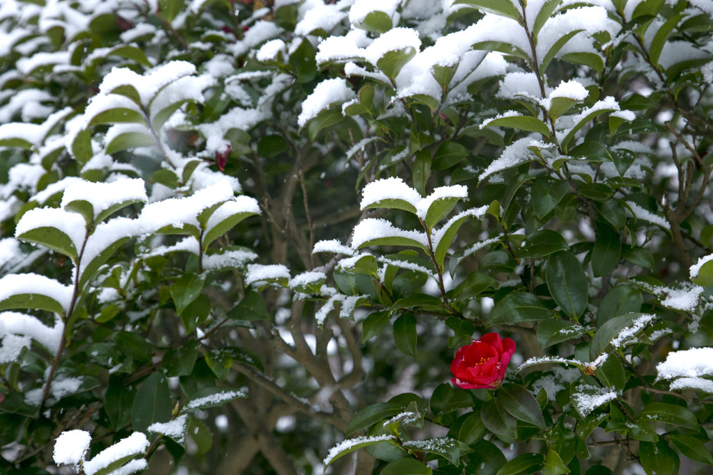 お正月の大雪 04