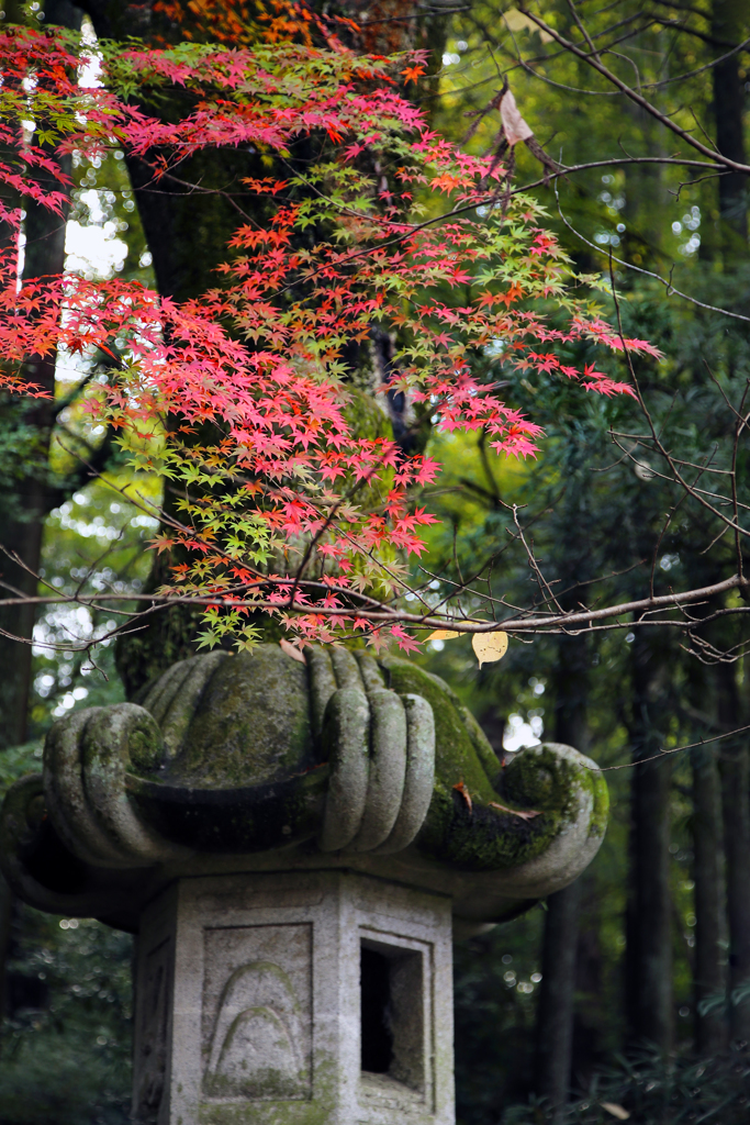 錦秋の成田山公園 04