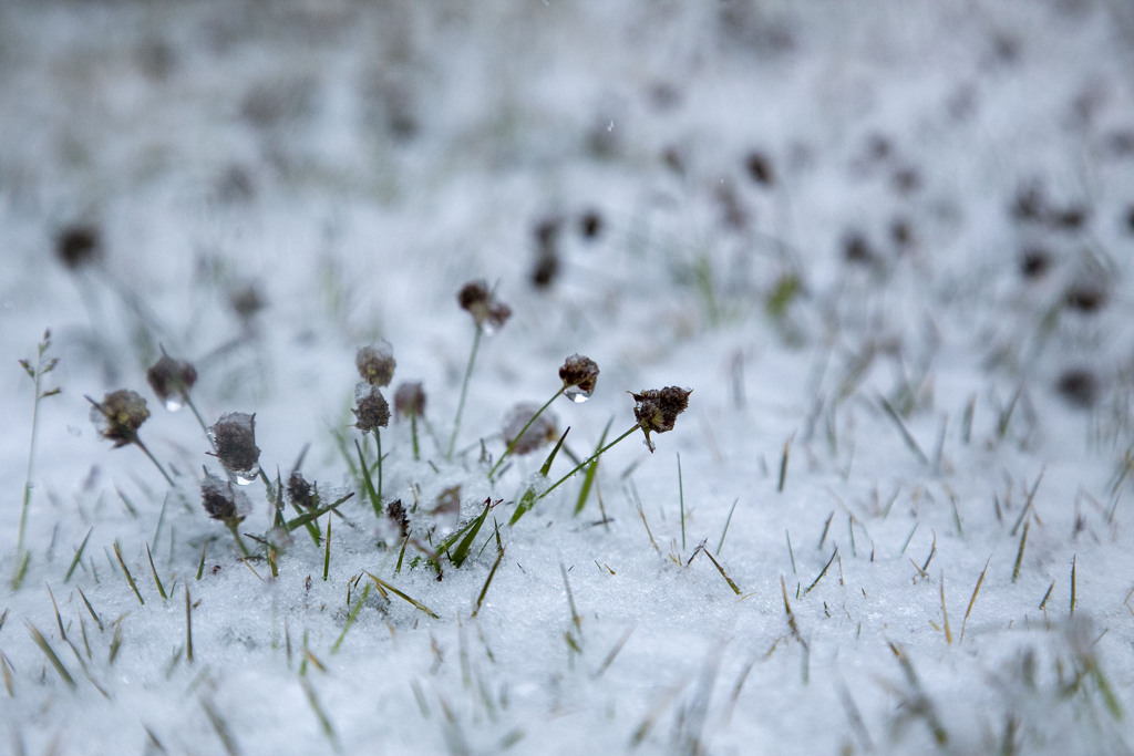 雪の花 03