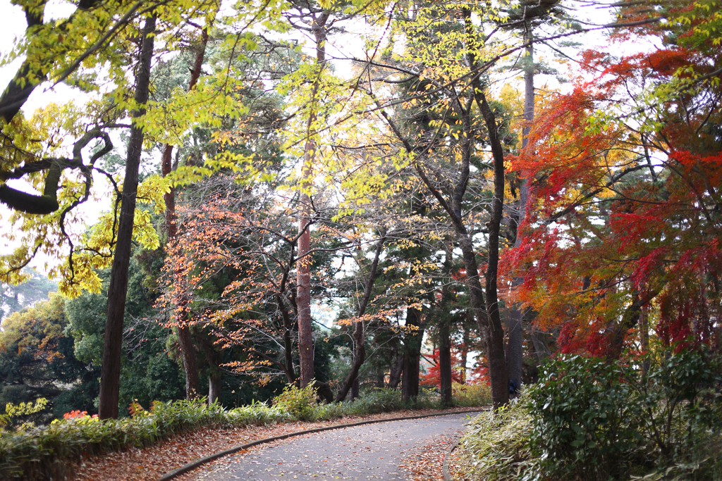 晩秋の彩（大宮公園） 19