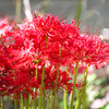 夏送りの花 02