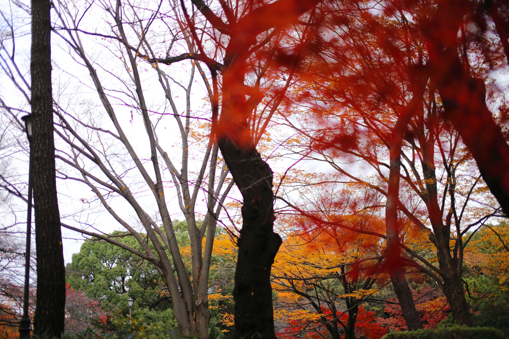 晩秋の彩（大宮公園） 14