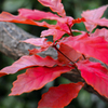 真冬の紅葉 01