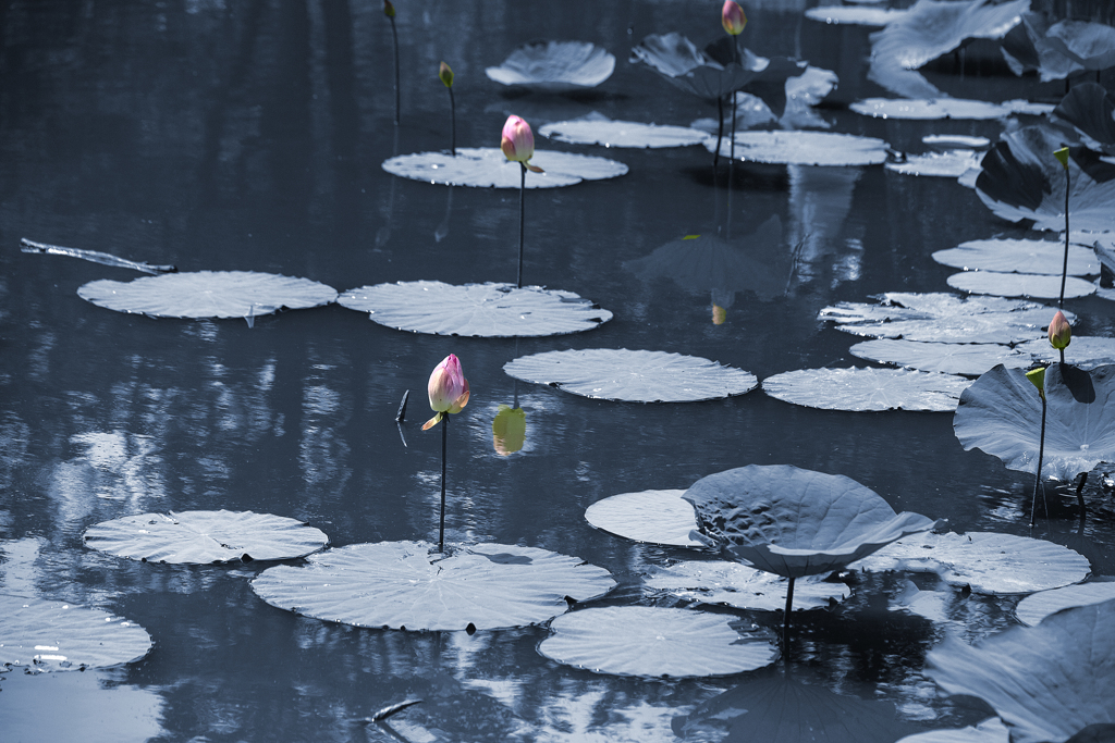 夏色の花 10