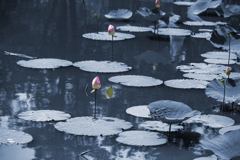 夏色の花 10