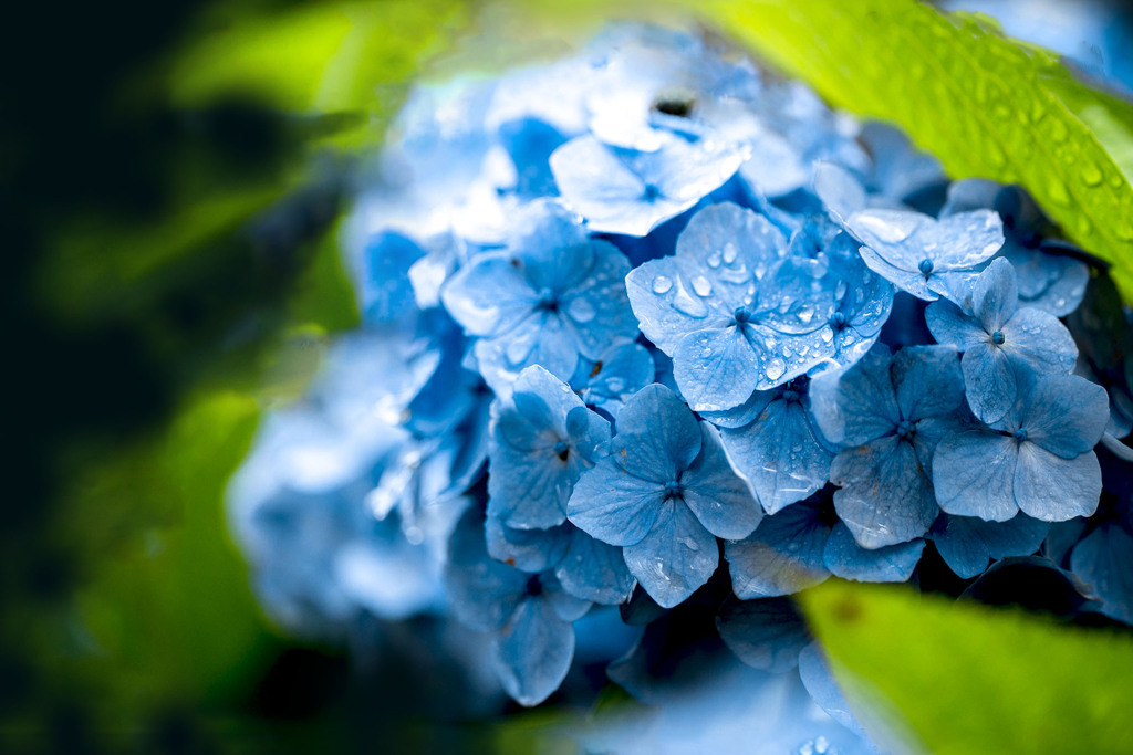 Rainy Blue 02