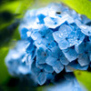 Rainy Blue 02