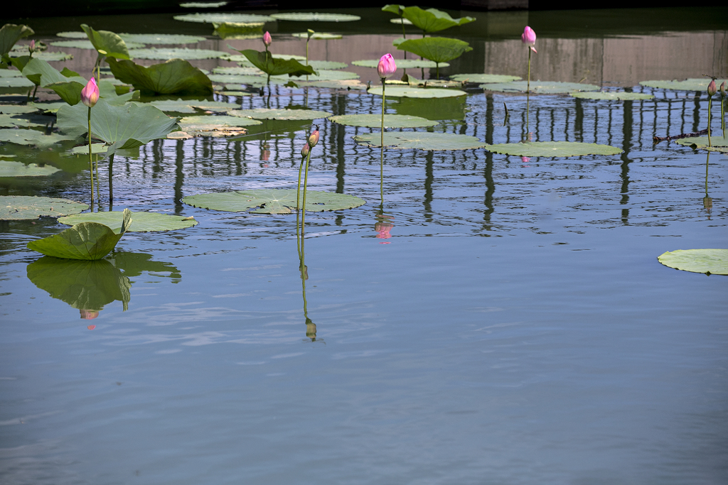 夏色の花 14