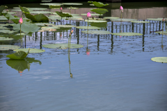 夏色の花 14