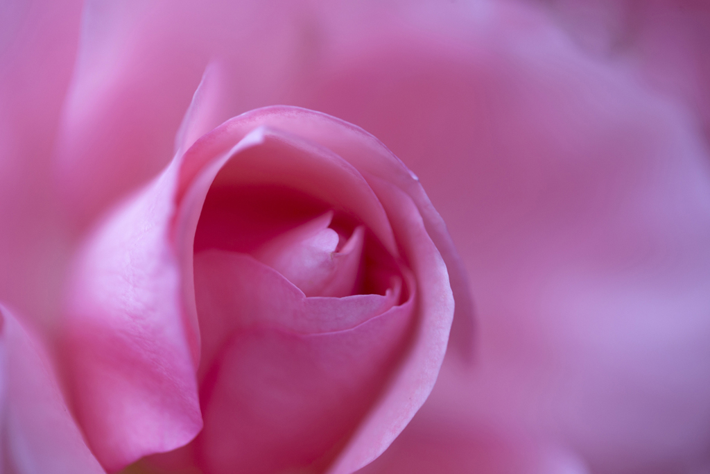 情熱の花 03
