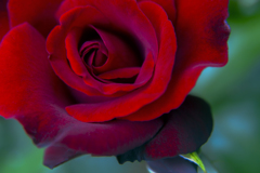 ラスト春薔薇 04