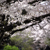 わが住宅街の桜 02