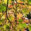秋色探し 10
