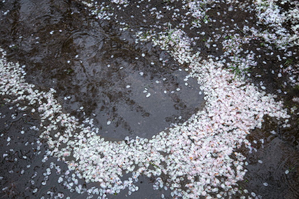 雪の花 01